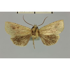 /filer/webapps/moths/media/images/H/herbuloti_Mythimna_AM_MNHN.jpg