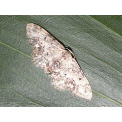 /filer/webapps/moths/media/images/P/prionodonta_Idaea_A_Goffa_04.jpg