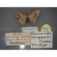 /filer/webapps/moths/media/images/K/kompsotes_Zamarada_PT_RMCA_02.jpg