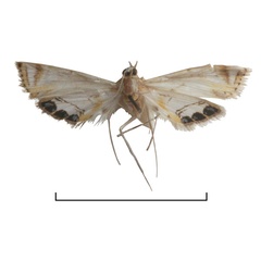 /filer/webapps/moths/media/images/A/accra_Eoophyla_HT_ZMHB.jpg