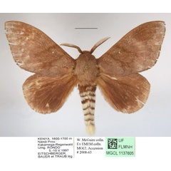 /filer/webapps/moths/media/images/C/contraria_Pachymeta_A_MGCLa_01.JPG