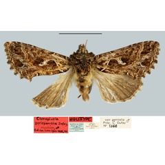 /filer/webapps/moths/media/images/P/perispomena_Ctenoplusia_HT_MNHN.jpg