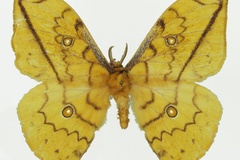 Pselaphelia flavivitta