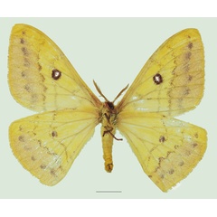 /filer/webapps/moths/media/images/H/hanningtoni_Tagoropsis_AF_Basquinb.jpg