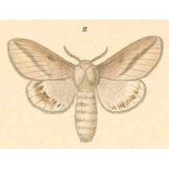 /filer/webapps/moths/media/images/O/obliquata_Beralade_HT_Klug_20-2.jpg