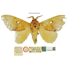 /filer/webapps/moths/media/images/G/guttata_Pachymeta_HT_NHMUK.jpg