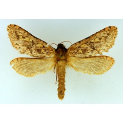 /filer/webapps/moths/media/images/A/antarcticus_Antihepialus_AF_TMSA.jpg