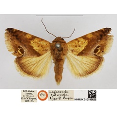 /filer/webapps/moths/media/images/F/fulvirufa_Lophorache_HT_NHMUK.jpg