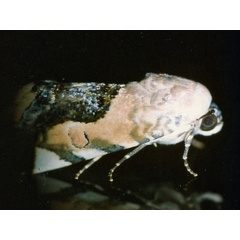 /filer/webapps/moths/media/images/W/wolframmeyi_Acontia_A_Roland.jpg