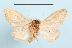Idaea nasifera