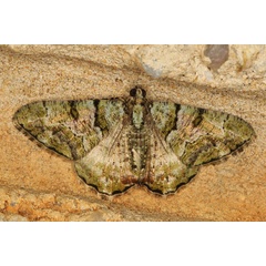 /filer/webapps/moths/media/images/P/prasinaria_Xylopteryx_A_Heynsb.jpg