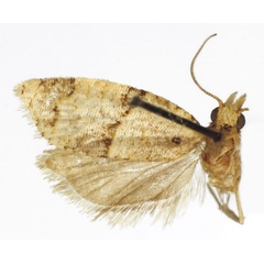 /filer/webapps/moths/media/images/P/punctata_Clepsis_PTM_MRSN.jpg