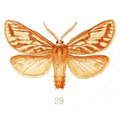 /filer/webapps/moths/media/images/I/intervallata_Gorgopis_HT_SAMC.jpg