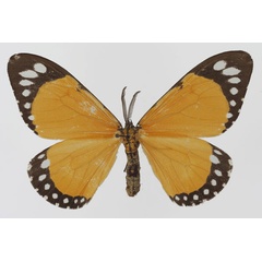 /filer/webapps/moths/media/images/P/papilionaris_Otroeda_AM_Aulombard.jpg