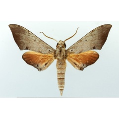 /filer/webapps/moths/media/images/A/amaniensis_Polyptychus_AM_Basquin.jpg