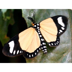 /filer/webapps/moths/media/images/L/libyssa_Aletis_A_Neynes.JPG