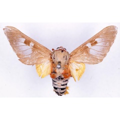 /filer/webapps/moths/media/images/D/damalis_Balacra_ST_CMP_01.jpg