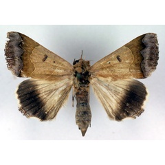 /filer/webapps/moths/media/images/M/mejanesi_Ophiusa_A_RMCA_01.jpg