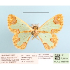 /filer/webapps/moths/media/images/V/vulpina_Zamarada_A_MGCLa_02.JPG