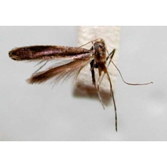 /filer/webapps/moths/media/images/V/vibrans_Caloptilia_HT_TMSA331.jpg