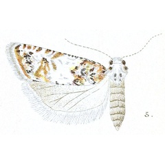 /filer/webapps/moths/media/images/C/calliarma_Eucosma_HT_Meyrick_3-5.jpg