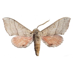 /filer/webapps/moths/media/images/S/senegalensis_Rufoclanis_HT_EMEMa.jpg