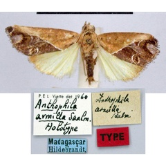 /filer/webapps/moths/media/images/A/armilla_Anthophila_HT_ZMHB.jpg