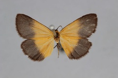 Eurozonosia fulvinigra