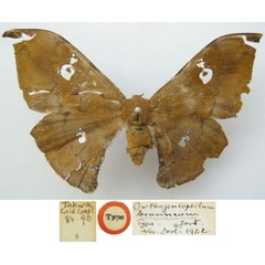 /filer/webapps/moths/media/images/B/brunneum_Orthogonioptilum_HT_NHMUKa.jpg