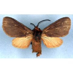 /filer/webapps/moths/media/images/D/debauchei_Metarctia_HT_RMCA_03.jpg