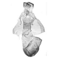 /filer/webapps/moths/media/images/D/doa_Asura_GFHT_ZMHB_388-2004.jpg