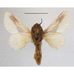 /filer/webapps/moths/media/images/L/loxotoma_Latoia_A_MGCLb_02.JPG