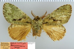 Desmeocraera octoginta moza