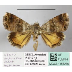 /filer/webapps/moths/media/images/H/heliastis_Acontiola_A_MGCLa_01.jpg