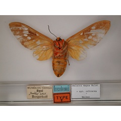 /filer/webapps/moths/media/images/M/magna_Balacra_HT_RMCA_02.jpg