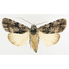 /filer/webapps/moths/media/images/A/aspera_Tachosa_AF_TMSA_01.jpg