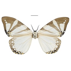 /filer/webapps/moths/media/images/D/derozierae_Otroeda_PTF_Bouyer.jpg