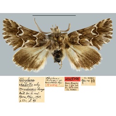 /filer/webapps/moths/media/images/M/mogadorensis_Cleophana_HT_MNHN.jpg