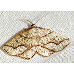 /filer/webapps/moths/media/images/E/epione_Drepanogynis_A_Braun_01.jpg