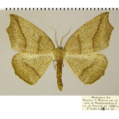 /filer/webapps/moths/media/images/P/prolixa_Epigynopteryx_AM_ZSMa.jpg