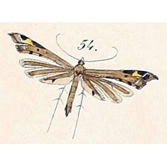 /filer/webapps/moths/media/images/T/taprobanes_Amblyptilia_HT_Felder_1875_140-54.jpg