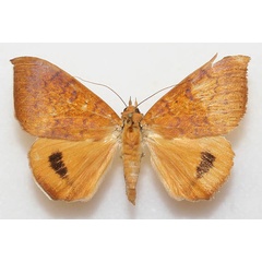 /filer/webapps/moths/media/images/K/klugii_Heliophisma_A_Legrain_01.jpg