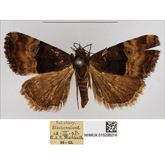 /filer/webapps/moths/media/images/H/hemimelaena_Ozarba_AM_NHMUK.jpg