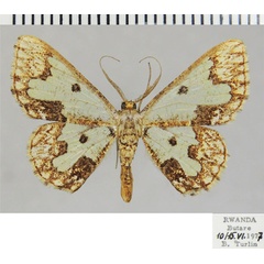 /filer/webapps/moths/media/images/C/chrysopa_Zamarada_AM_ZSM.jpg