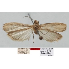 /filer/webapps/moths/media/images/T/titan_Apomyelois_HT_MNHN.jpg