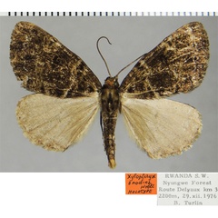 /filer/webapps/moths/media/images/A/anodina_Xylopteryx_HT_ZSMa.jpg