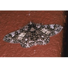 /filer/webapps/moths/media/images/N/nigrisparsalis_Cleora_A_Roland_01_WX6kHJq.jpg