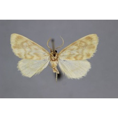 /filer/webapps/moths/media/images/P/phaeosticta_Asura_HT_BMNH.jpg