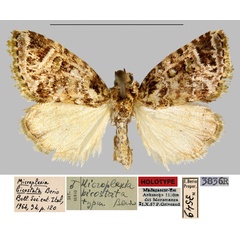 /filer/webapps/moths/media/images/B/bicostata_Microplexia_HT_MNHN.jpg