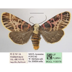 /filer/webapps/moths/media/images/N/nigrofasciatum_Capillamentum_AF_MGCLa_02.jpg
